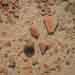 10.Stone and pottery at Chip Wala ,Cholistan,21.08.2009 